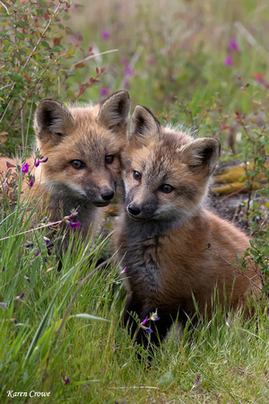 Wild Fox Kits