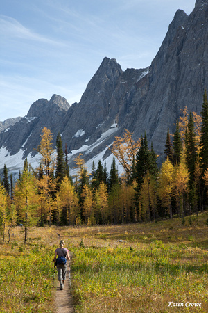 Hiker in the Larch Forest