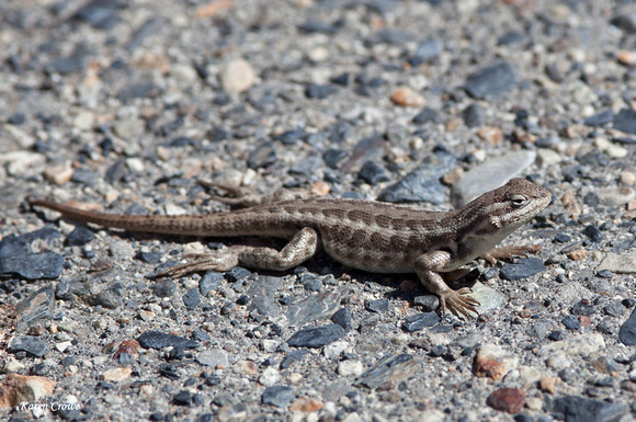 Female Common Side Blotched Lizard