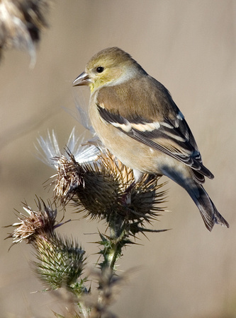 American Goldfinch Winter Plummage