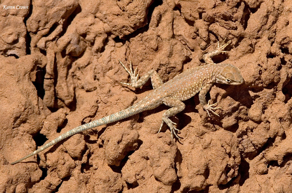 Common Side Blotched Lizard