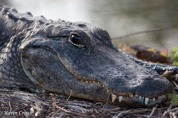 American Alligator - Everglades National Park, Florida