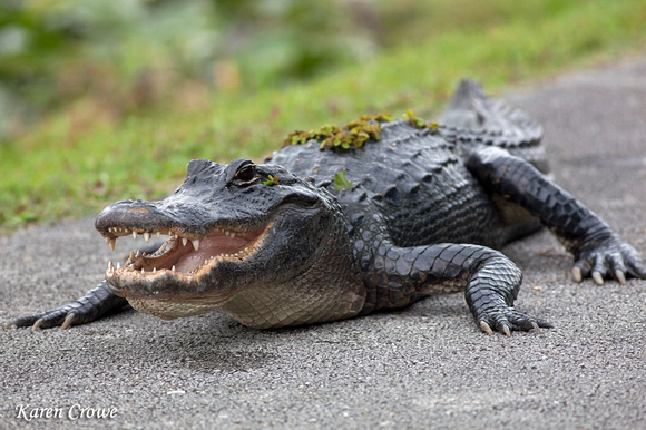 American Alligator, Everglades National Park, Florida