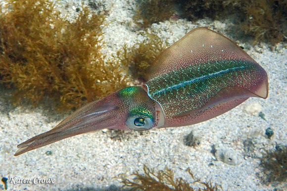 Squid - Vieques