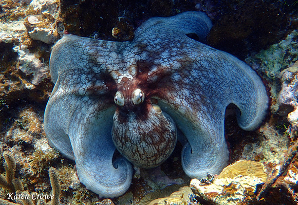 Common Octopus, Vieques, Puerto Rico