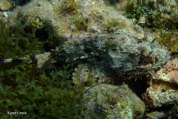 Scorpionfish, Vieques, Puerto Rico