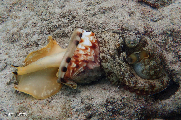 Common Octopus playing with a Helmet Snail, St John, USVI
