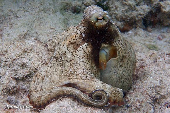 Common Octopus, St John, USVI