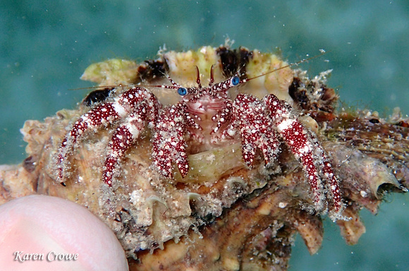 White Speckled Hermit Crab,  St John, USVI