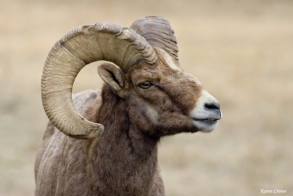 California Bighorn Sheep