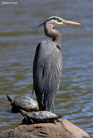 Great Blue Heron with Friends