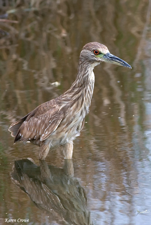 Juvenile Black-crowned Night-Heron or 'Auku'u